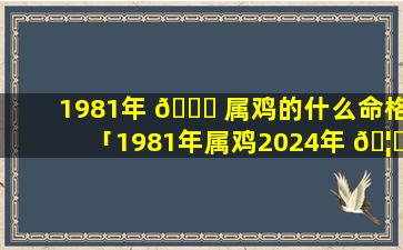 1981年 🐒 属鸡的什么命格「1981年属鸡2024年 🦅 运势完整版」